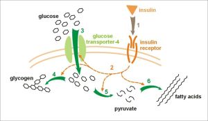 insulin-glucose-metabolism